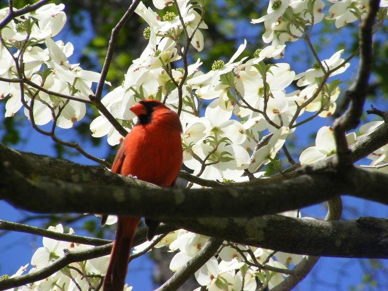 Flowering Dogwood Is The Tree Cardinals Love