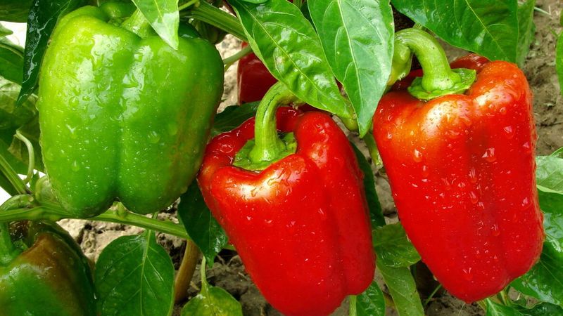 Plant Peppers For Colorful, Low-Maintenance Crops