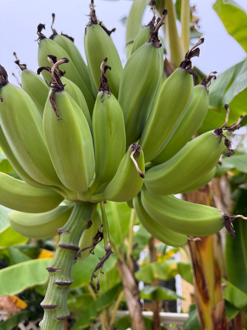 Fruit Production In Less-Used Areas