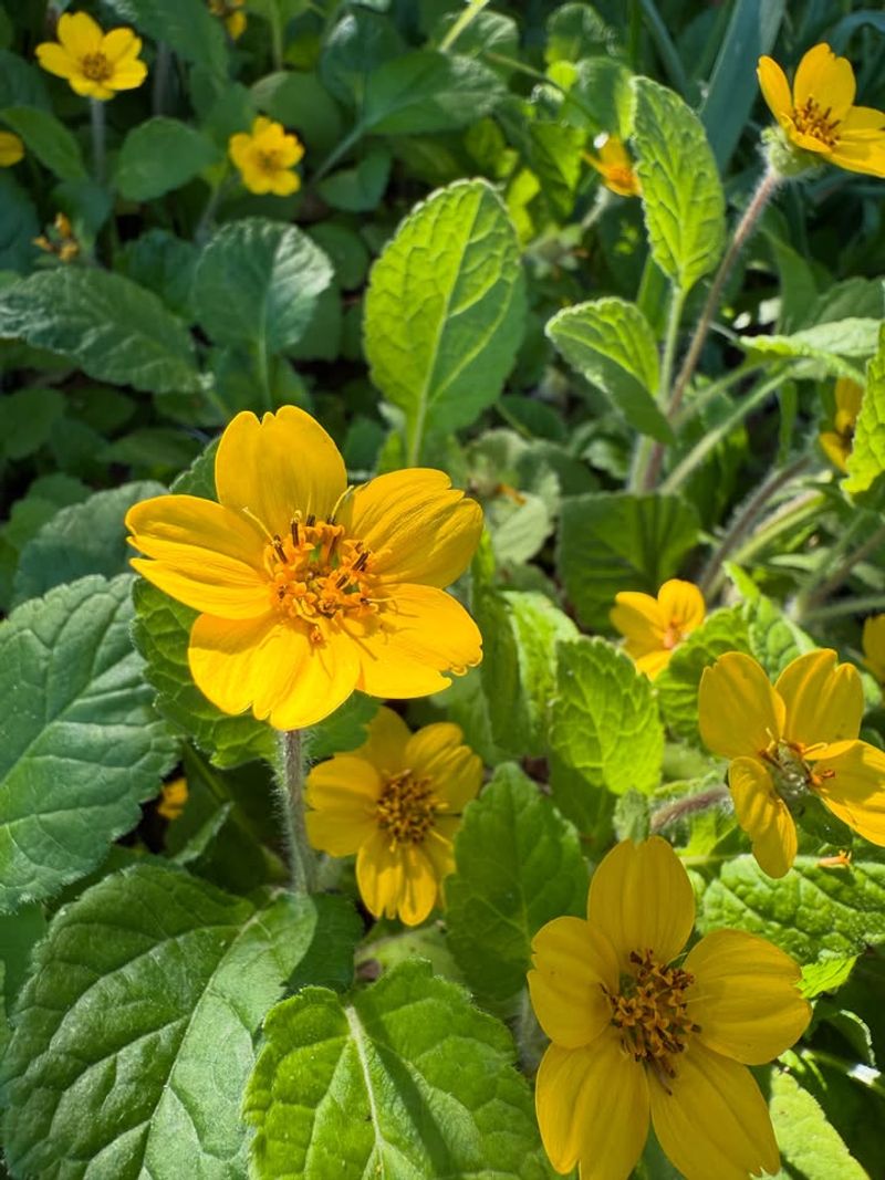 Plant Green-And-Gold For Long-Lasting Yellow Blooms