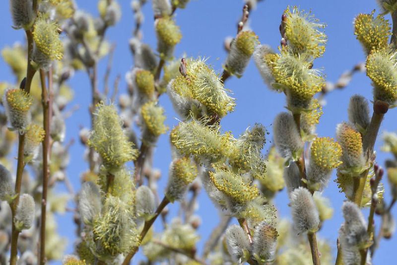 Plant Pussy Willow Where You Need Quick Natural Screening