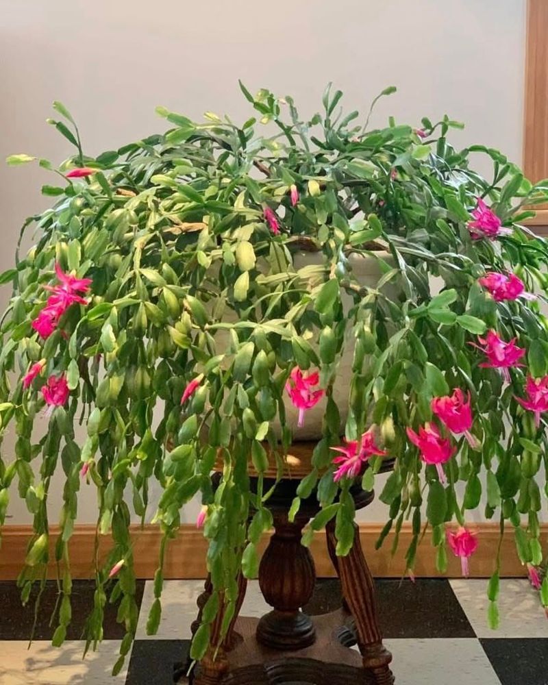 Proper Fertilization Supports Denser Growth