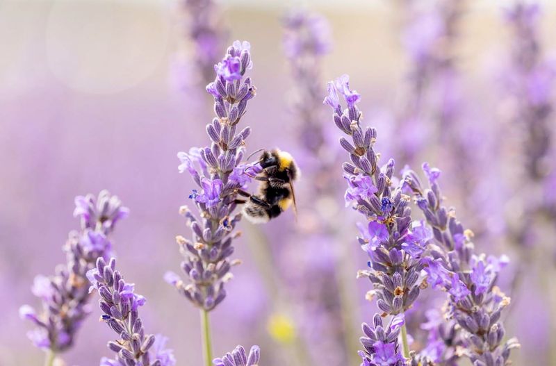 Attracts Pollinators And Beneficial Insects