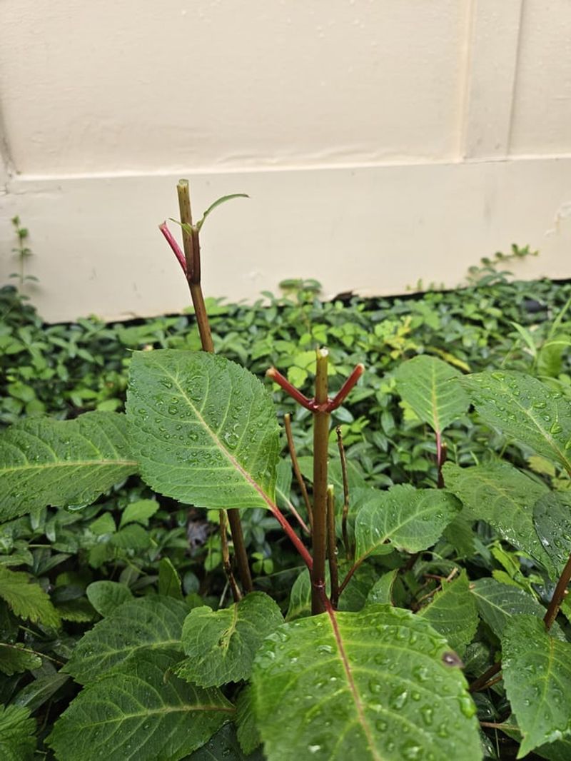 Check For Deer Browsing Before Buds Open