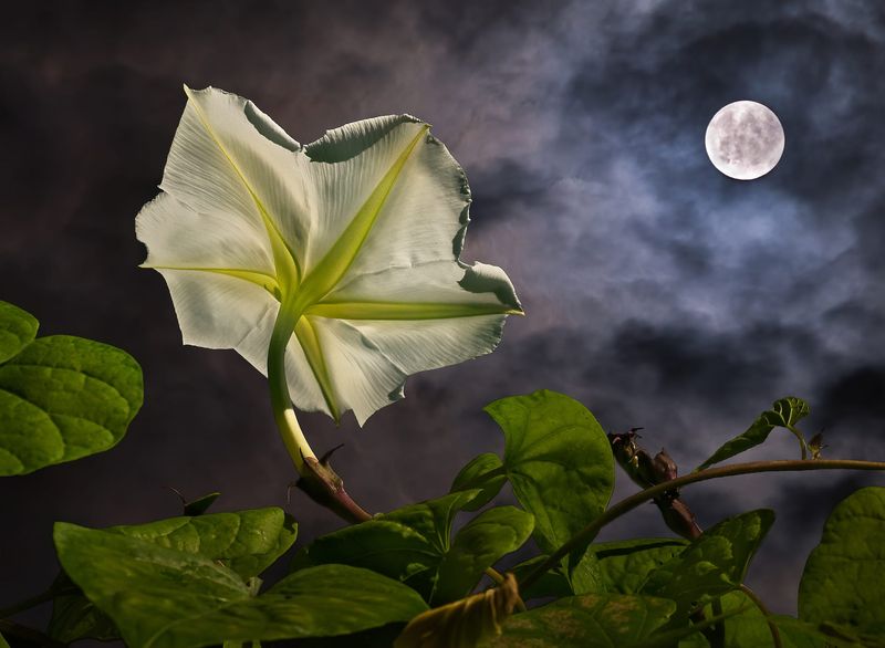 Use Moon Phases As A Guide While Still Following Florida's Planting Calendar