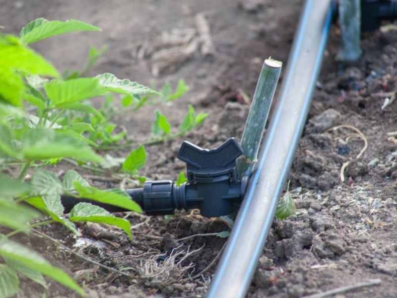 Consider Drip Irrigation For Efficiency
