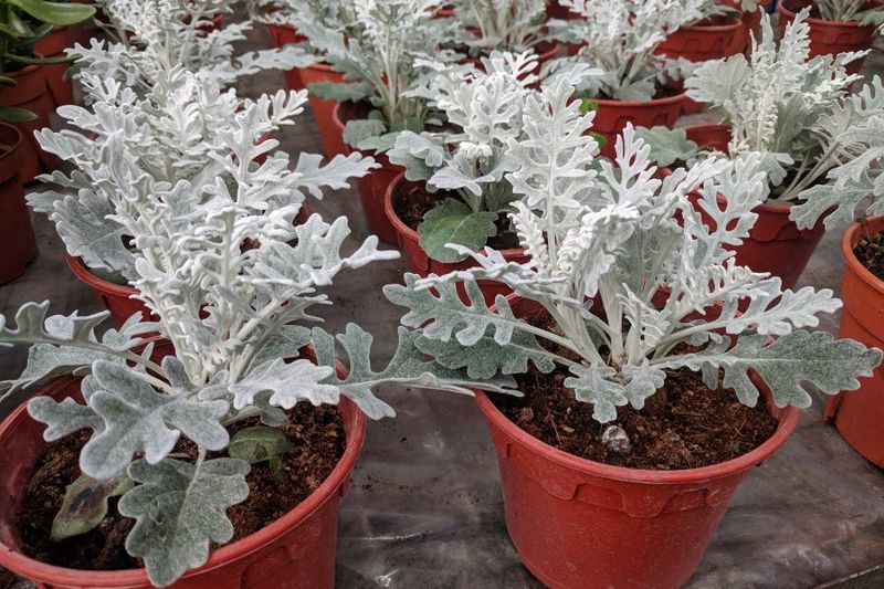 Dusty Miller