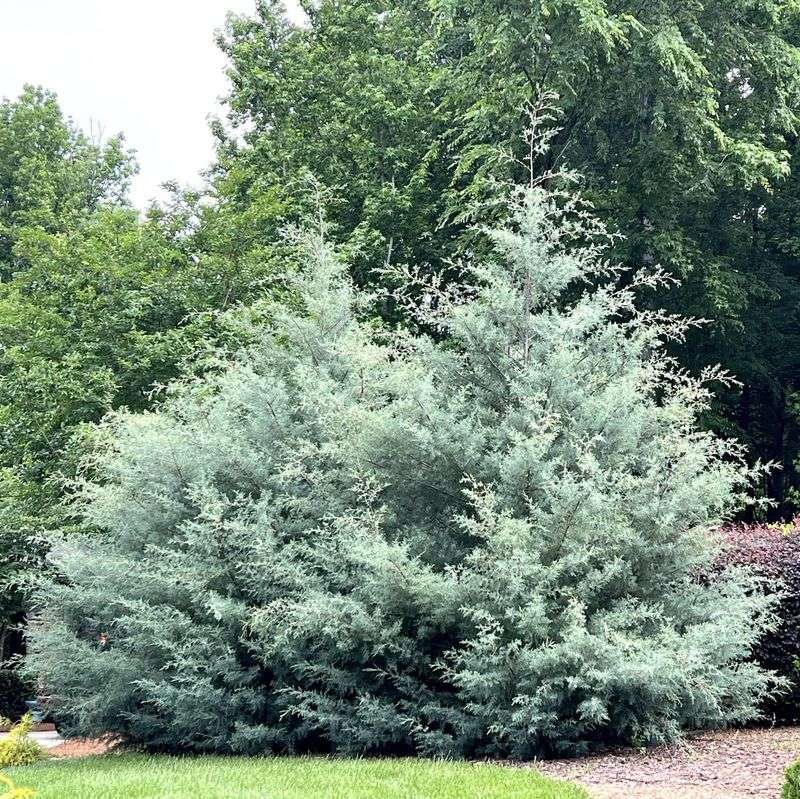 Arizona Cypress Offers Cool Color And Strong Wind Protection
