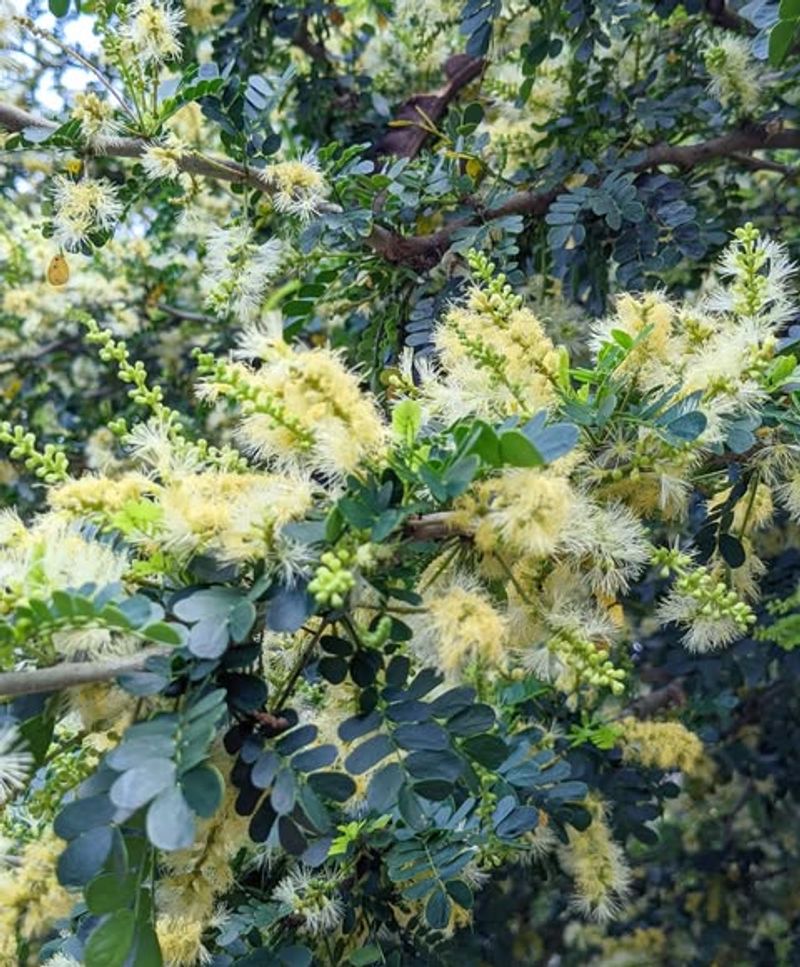 Texas Ebony Provides Thick Shade With Very Low Water Needs