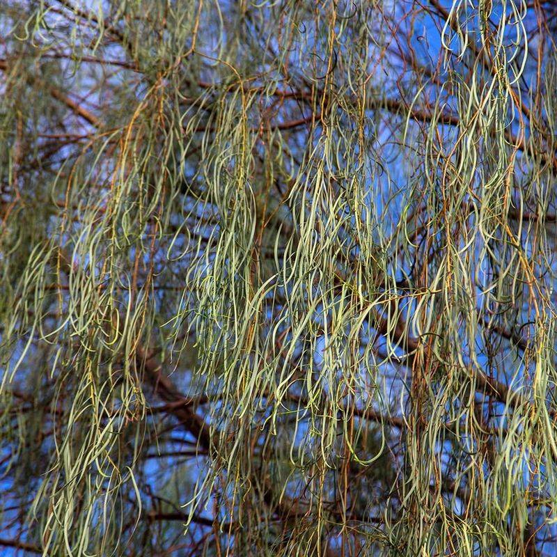 Shoestring Acacia Provides Airy But Effective Sun Relief