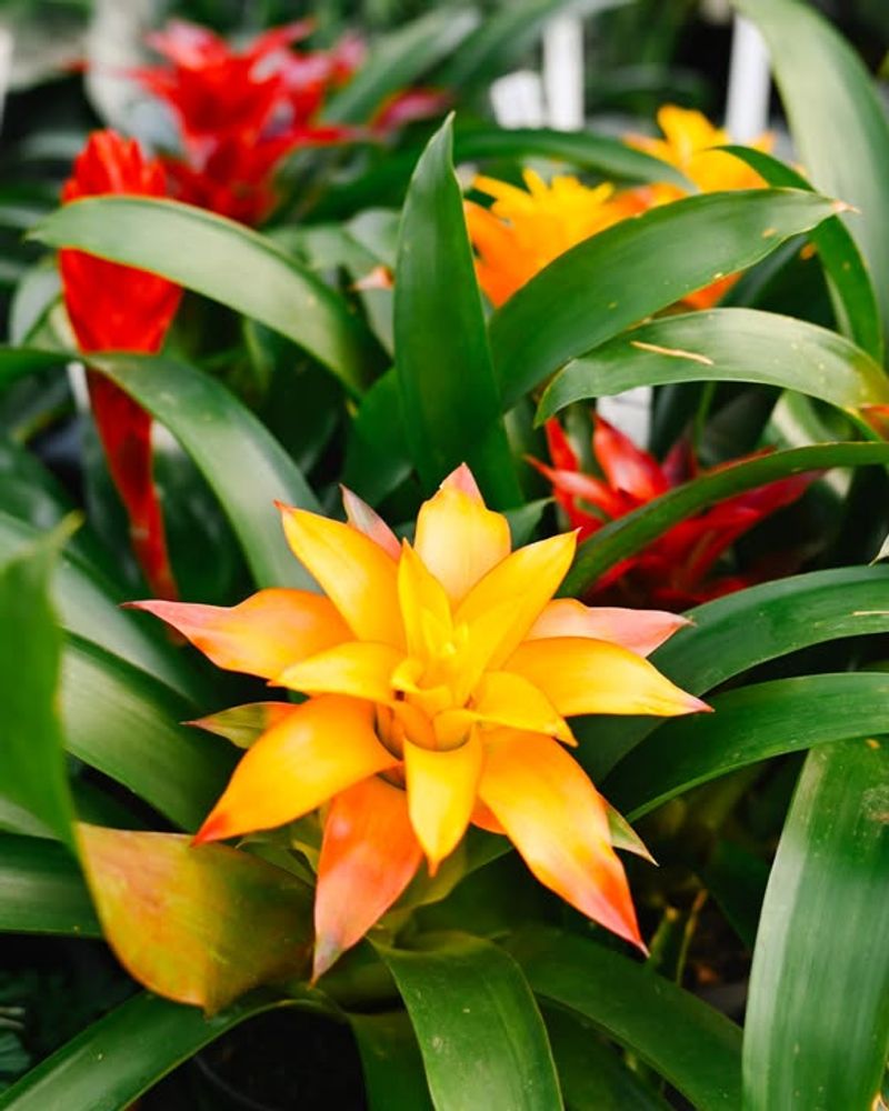 Bromeliad Produces Long Lasting Colorful Bracts Indoors