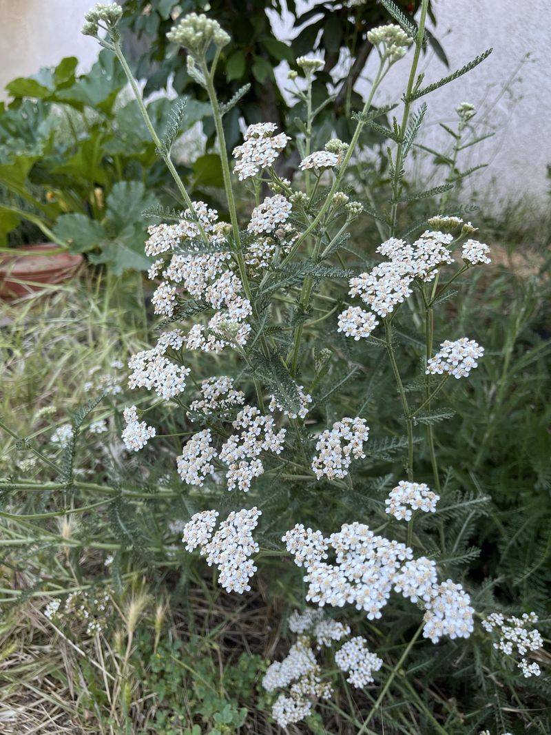 Yarrow