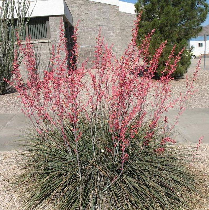 Red Yucca Handles Heat And Dry Soil