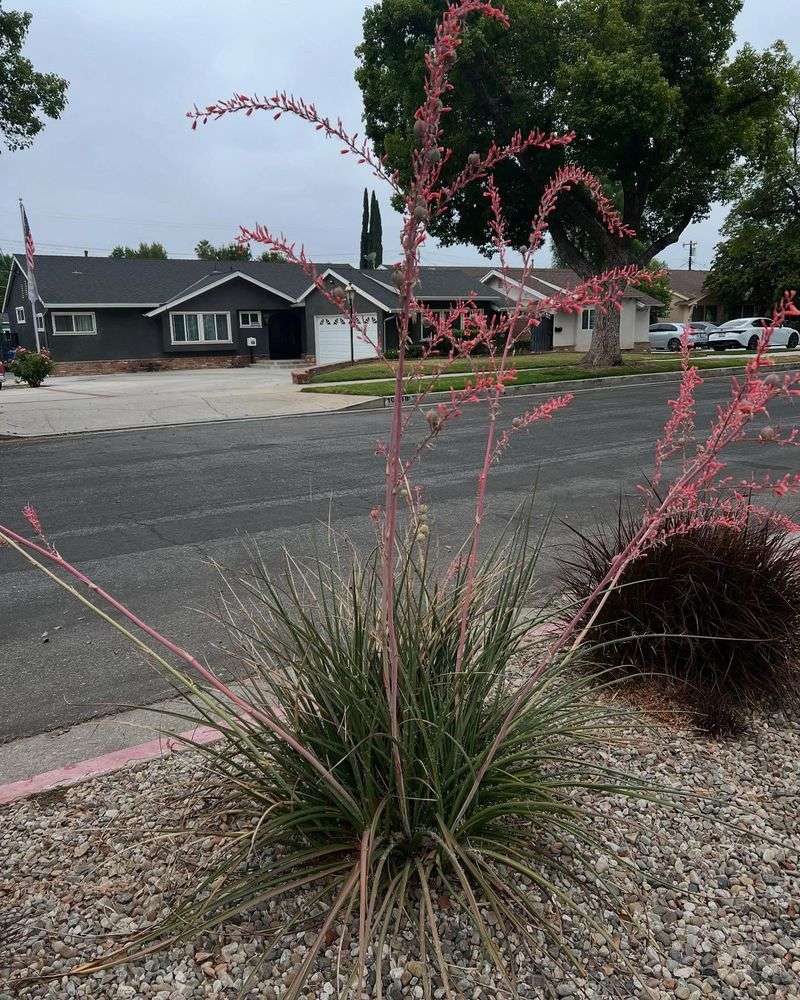 Red Yucca (Hesperaloe parviflora)