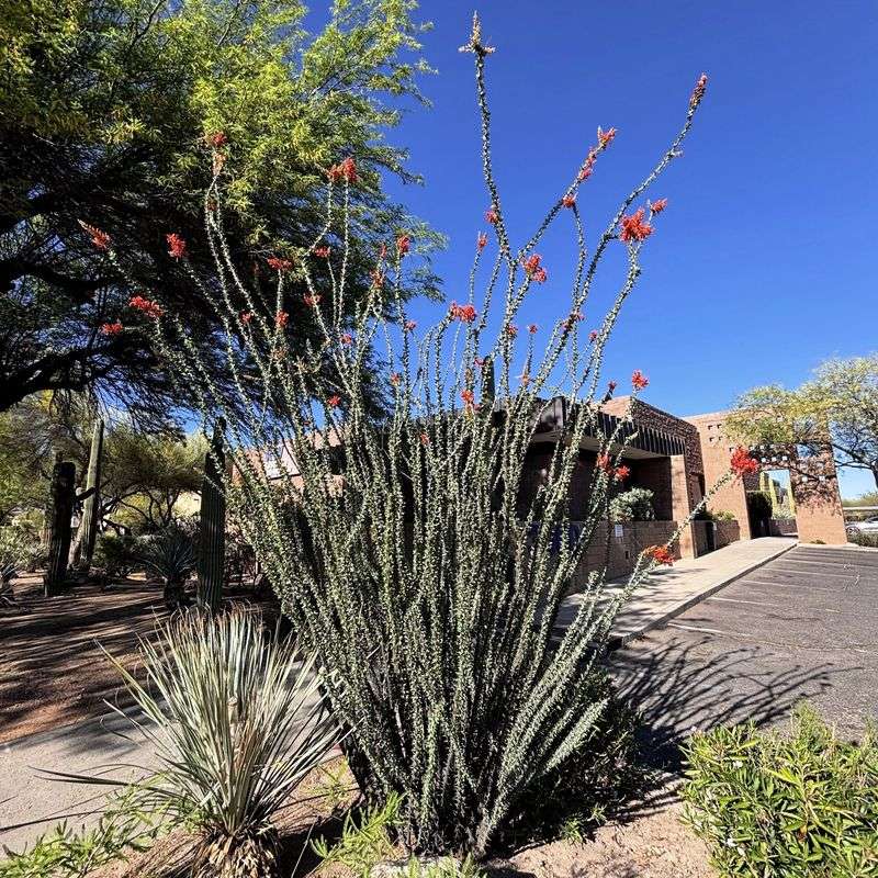 Ocotillo Creates Tall Wand Like Stems