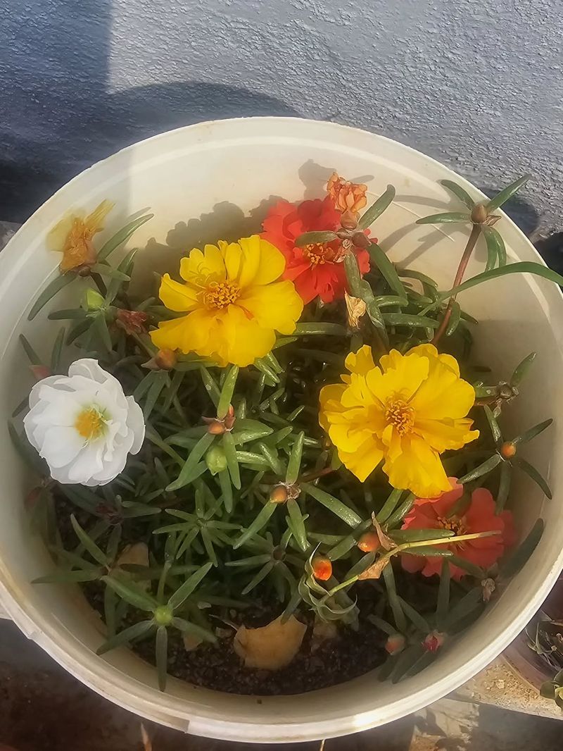 Portulaca Produces Bright Flowers Even In Dry Soil