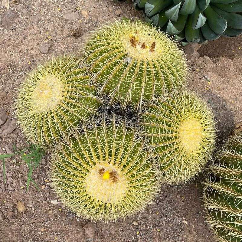 Golden Barrel Cactus Thrives In Intense Desert Sun