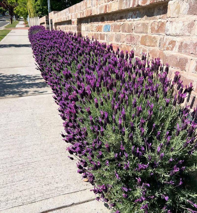 Lavender With Fragrant Purple Spikes