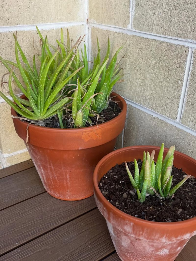 Aloe Vera Stores Water And Thrives In Dry Conditions
