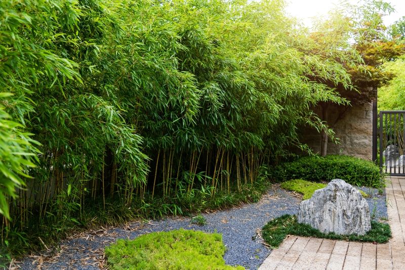 Tall Dense Stalks That Block Sunlight In The Garden