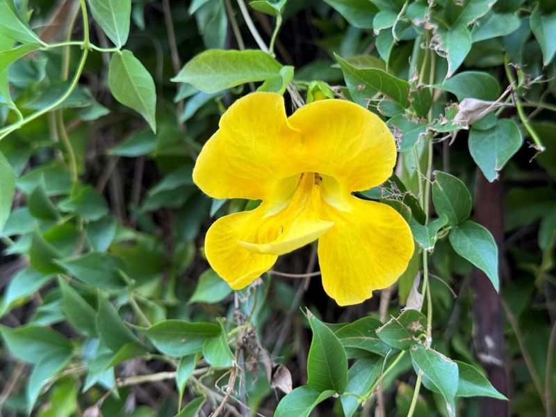 Cat's Claw Vine Becomes A Nightmare