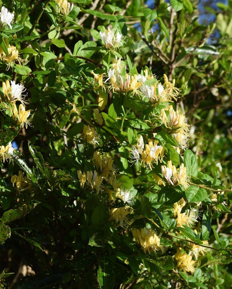 Japanese Honeysuckle Crowds Out Native Plants