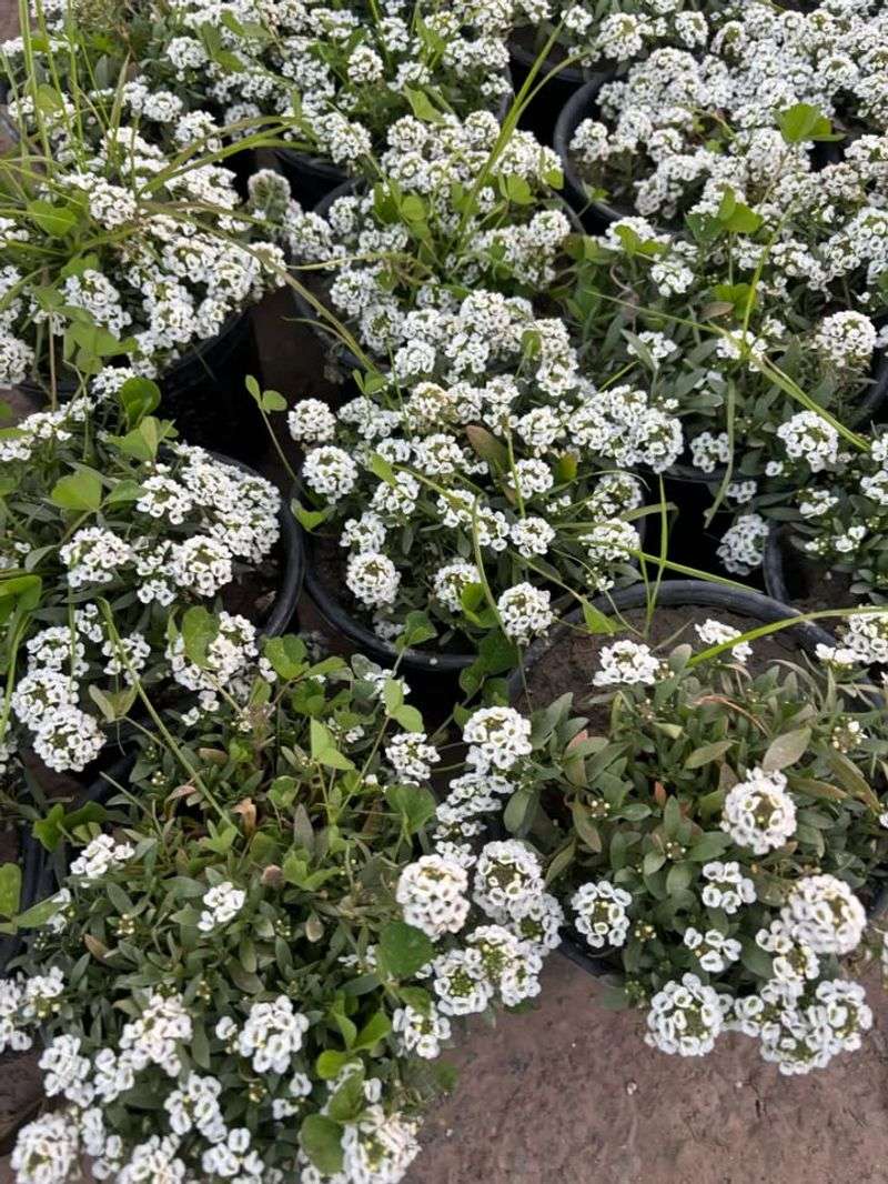 Sweet Alyssum Covers Open Soil Quickly With Light Blooms