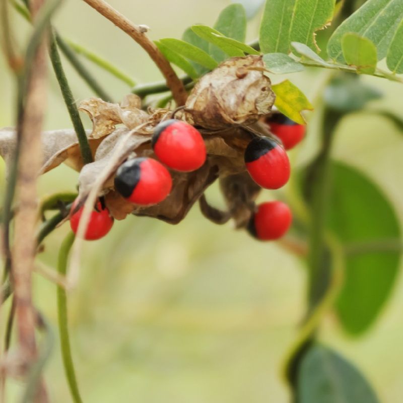 Rosary Pea Is A Risky Mistake