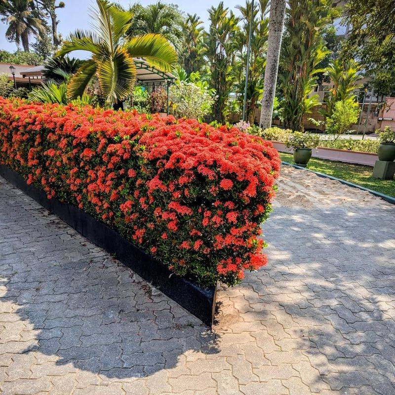 Sidewalks And Foundations Can Create Trouble Spots For Ixora