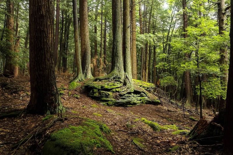 Cook Forest & The Ancients (Clear Creek State Forest)