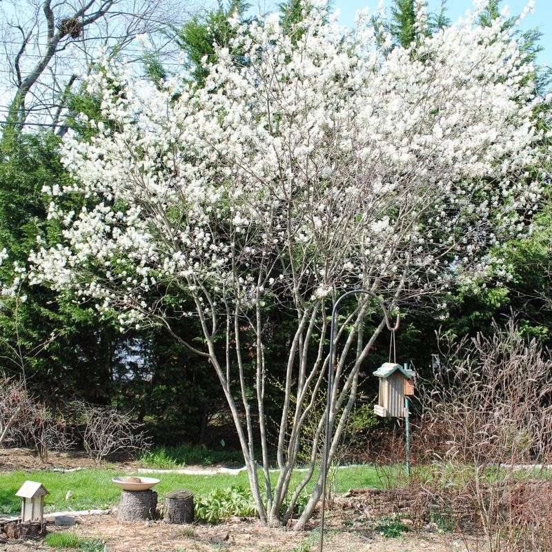 Canadian Serviceberry Handles Moist Georgia Soils