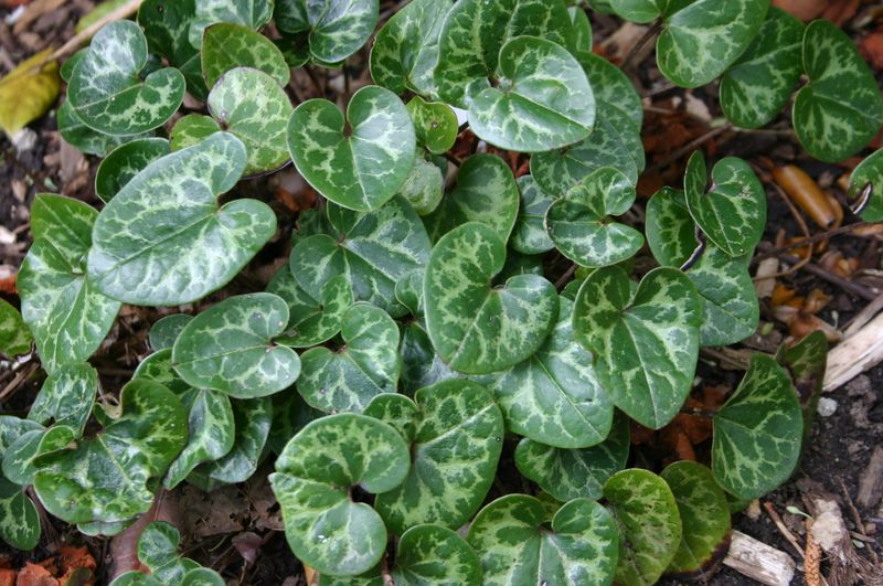 Little Brown Jug Offers Woodland Charm Close To The Ground