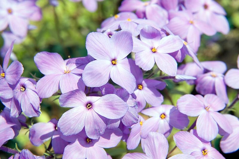 Creeping Phlox Brings Soft Spring Flowers To Part Shade Spots