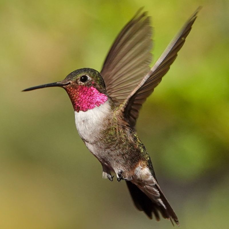 Broad-tailed Hummingbird 