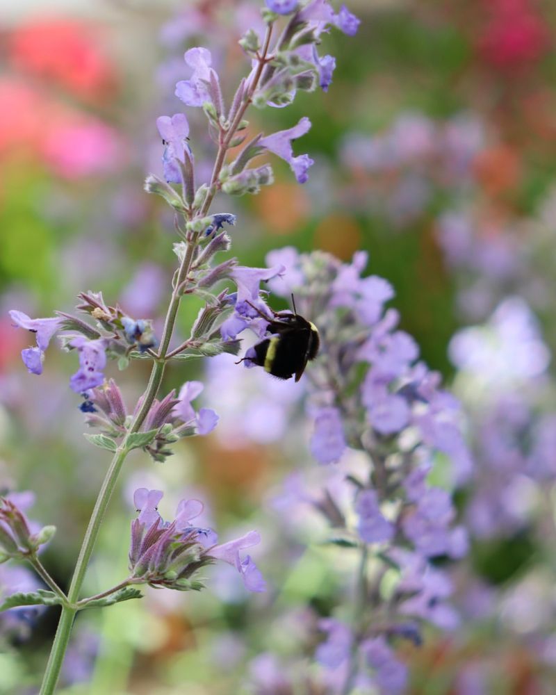 Catmint For Long Lasting Color And Soft Texture