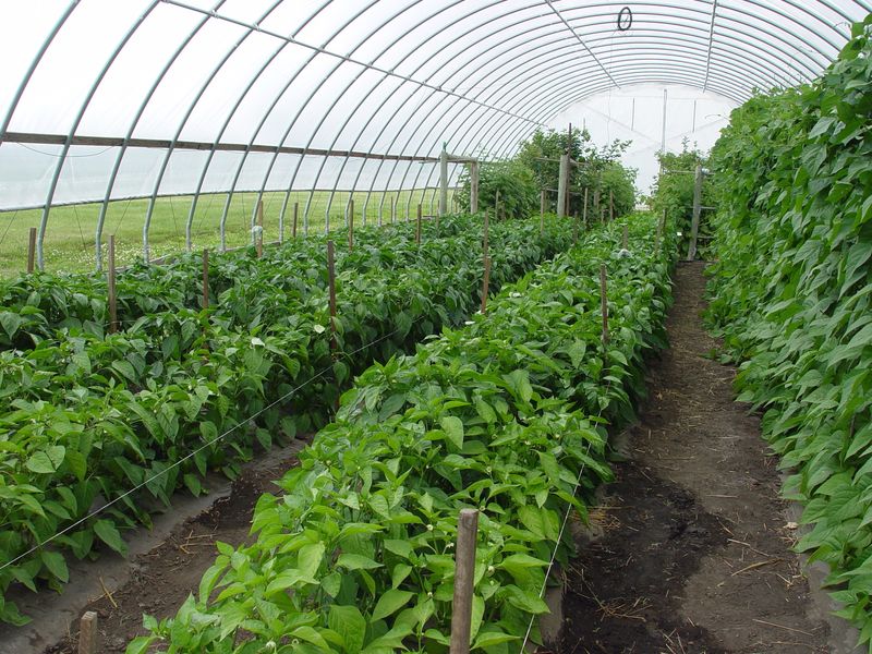 Improves Crop Quality