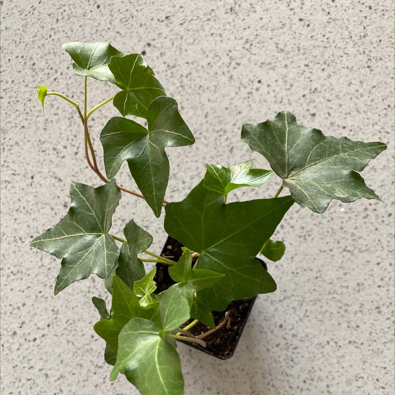 English Ivy (Hedera Helix)