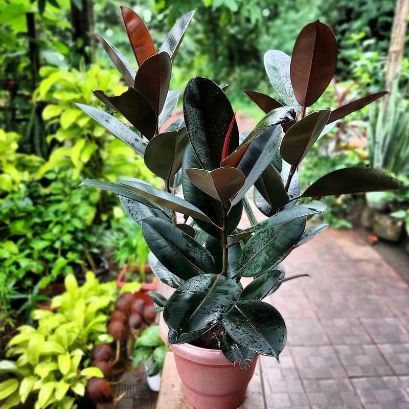 Rubber Plant (Ficus elastica)