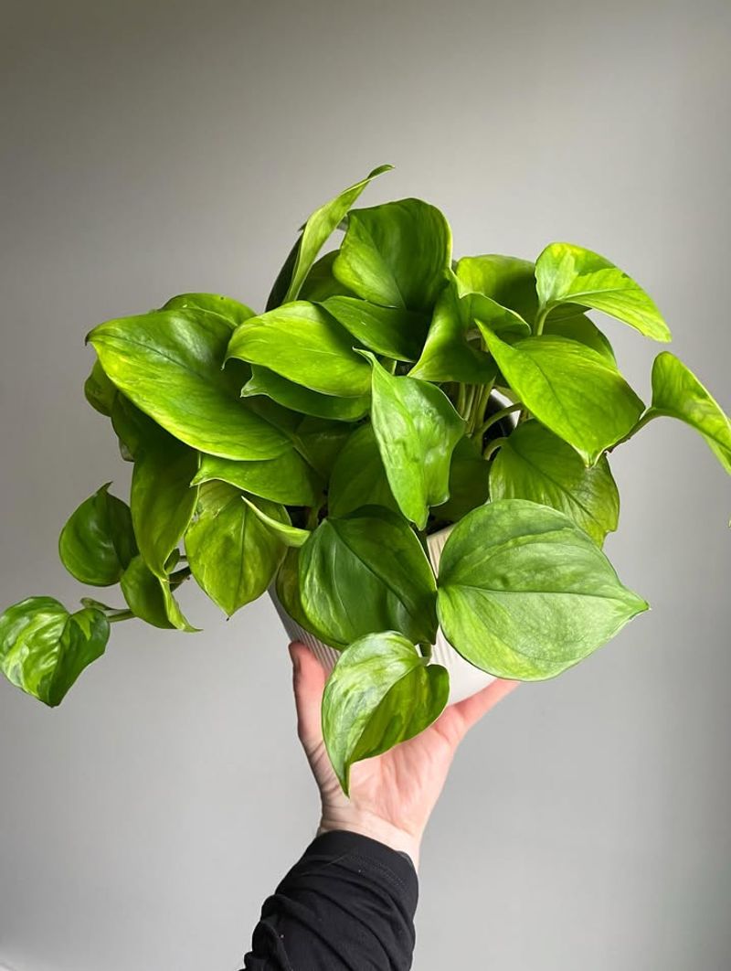 Pothos Cuttings Root Easily In Water Or Soil Indoors