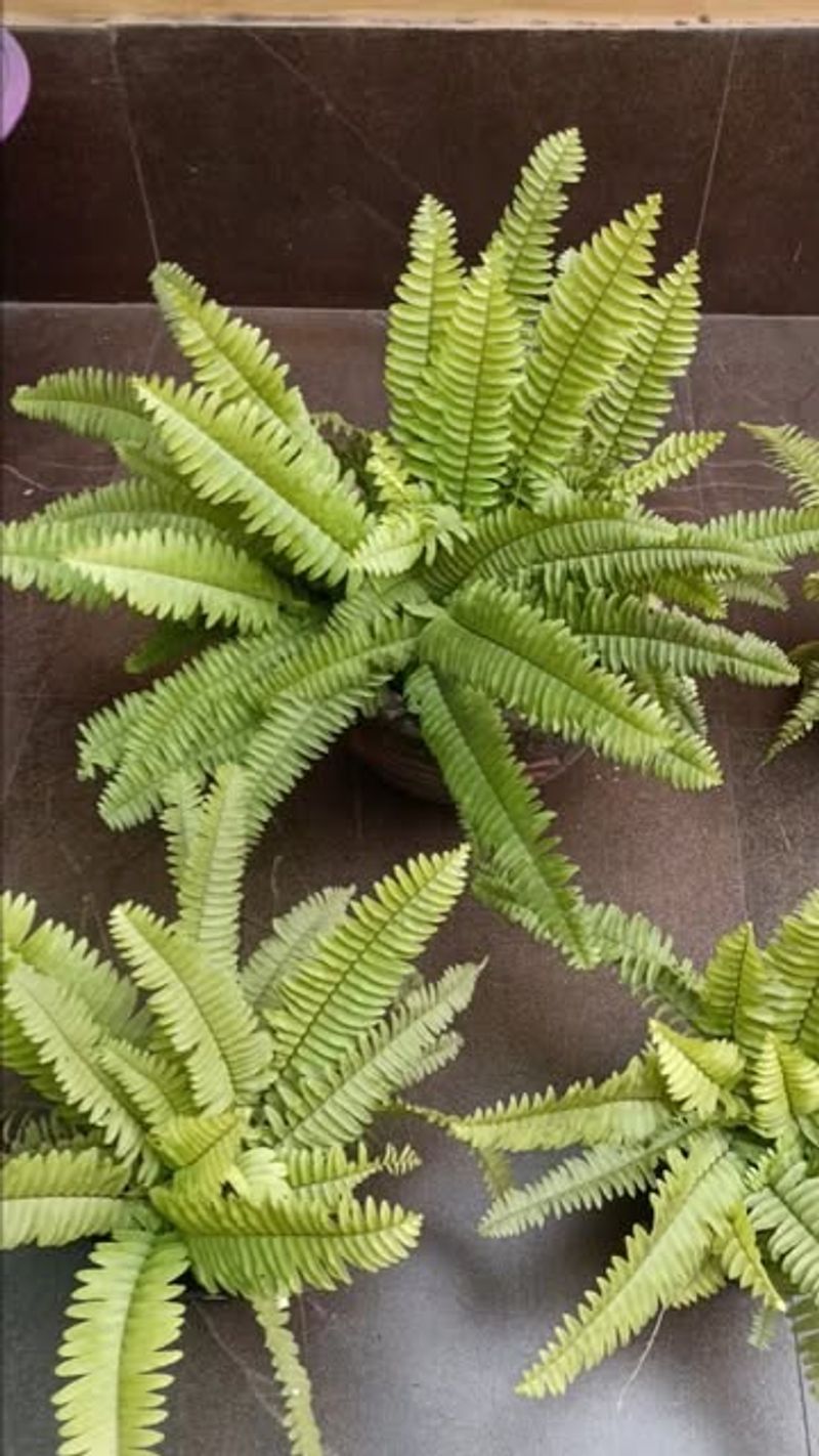 Boston Fern Root Balls Can Be Split Into Several Plants