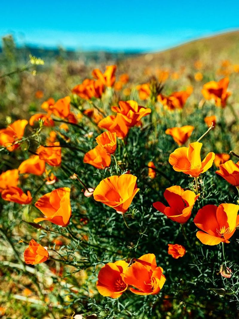 California Poppy