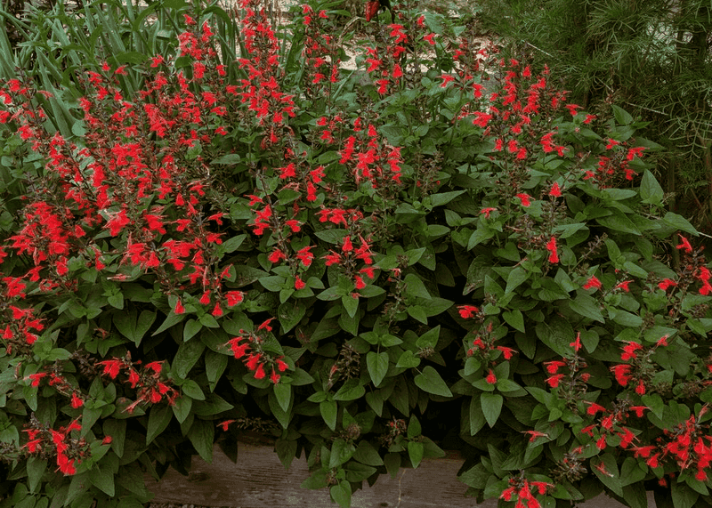 Tropical Sage (Salvia coccinea)