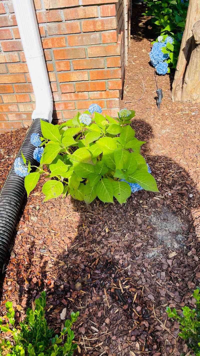 Mulch Choices That Support Your Color Goal