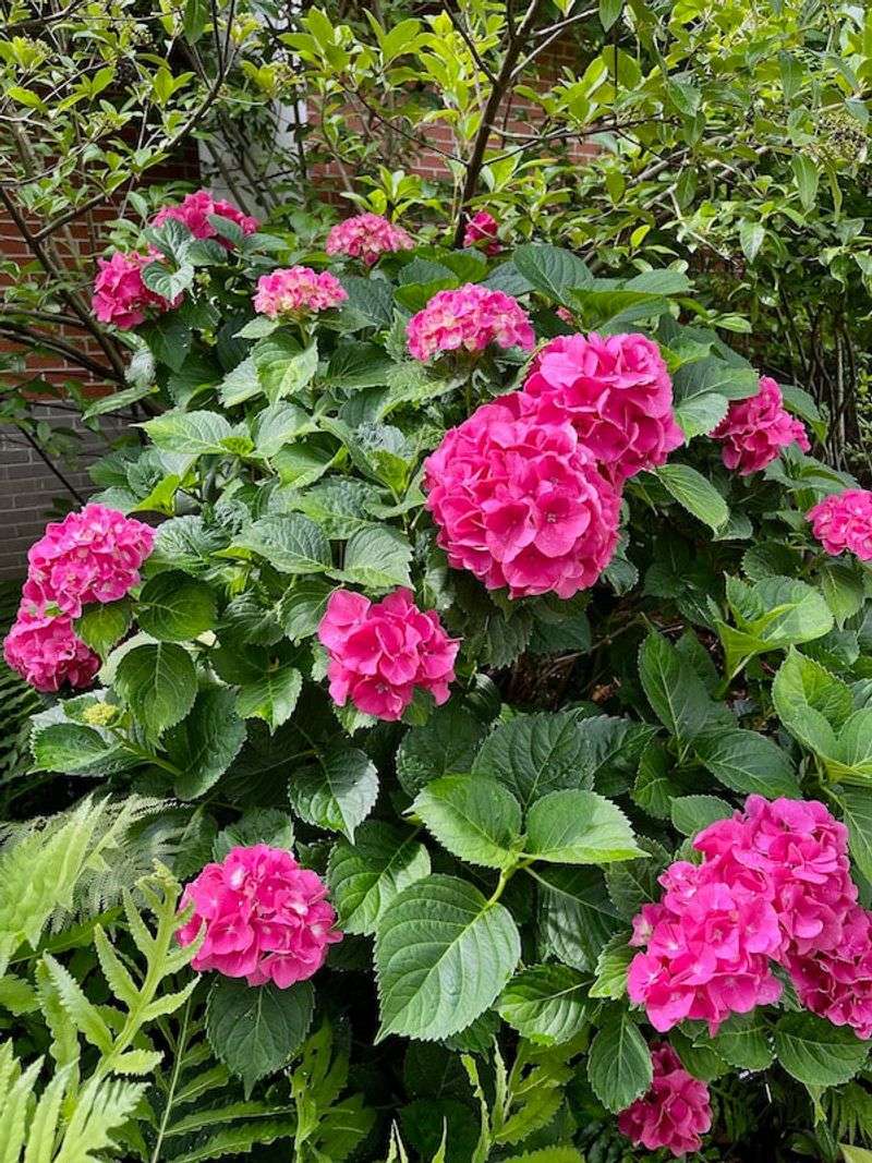 Lime For Pink Blooms