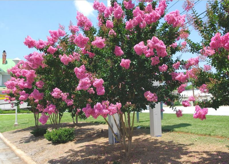 One Spring Feeding Is Usually All Your Crape Myrtle Needs