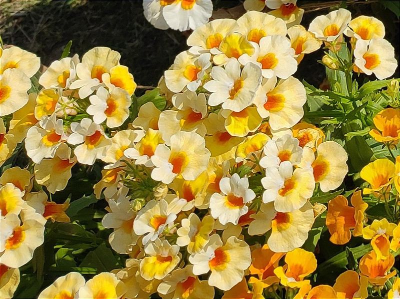 Nemesia