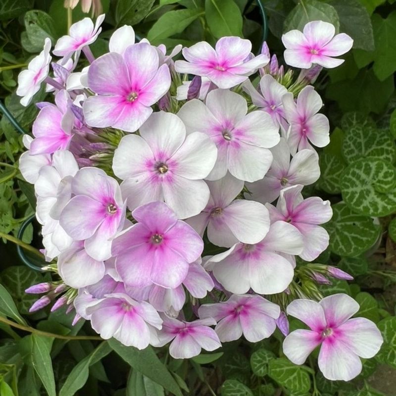 Phlox Filling Beds With Steady Color