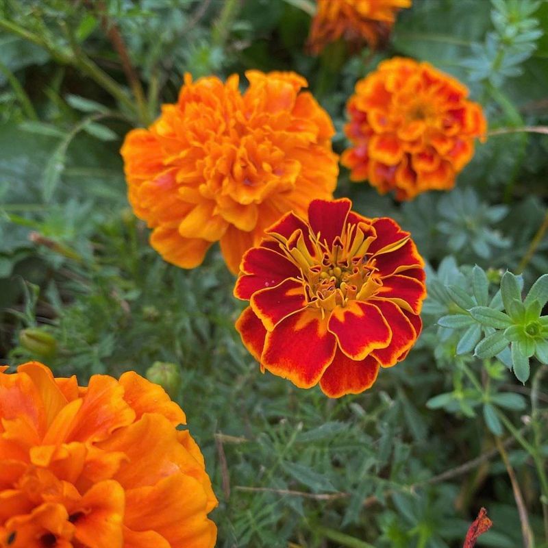 Calendula With Warm Golden Petals