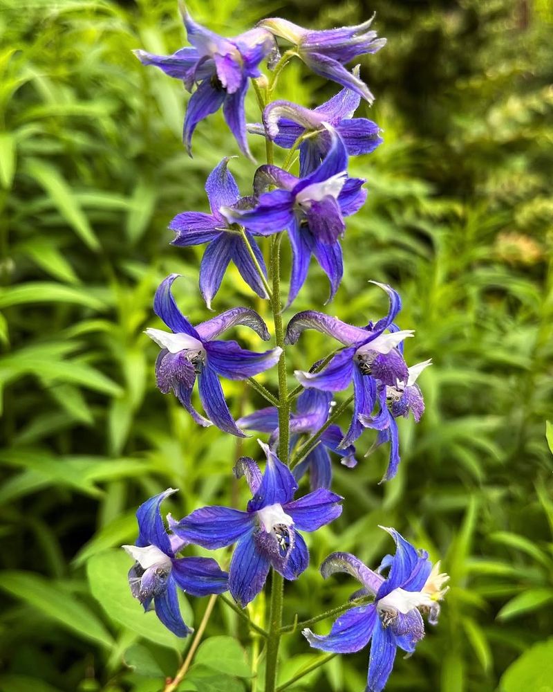 Alyssum Forming A Soft Fragrant Carpet
