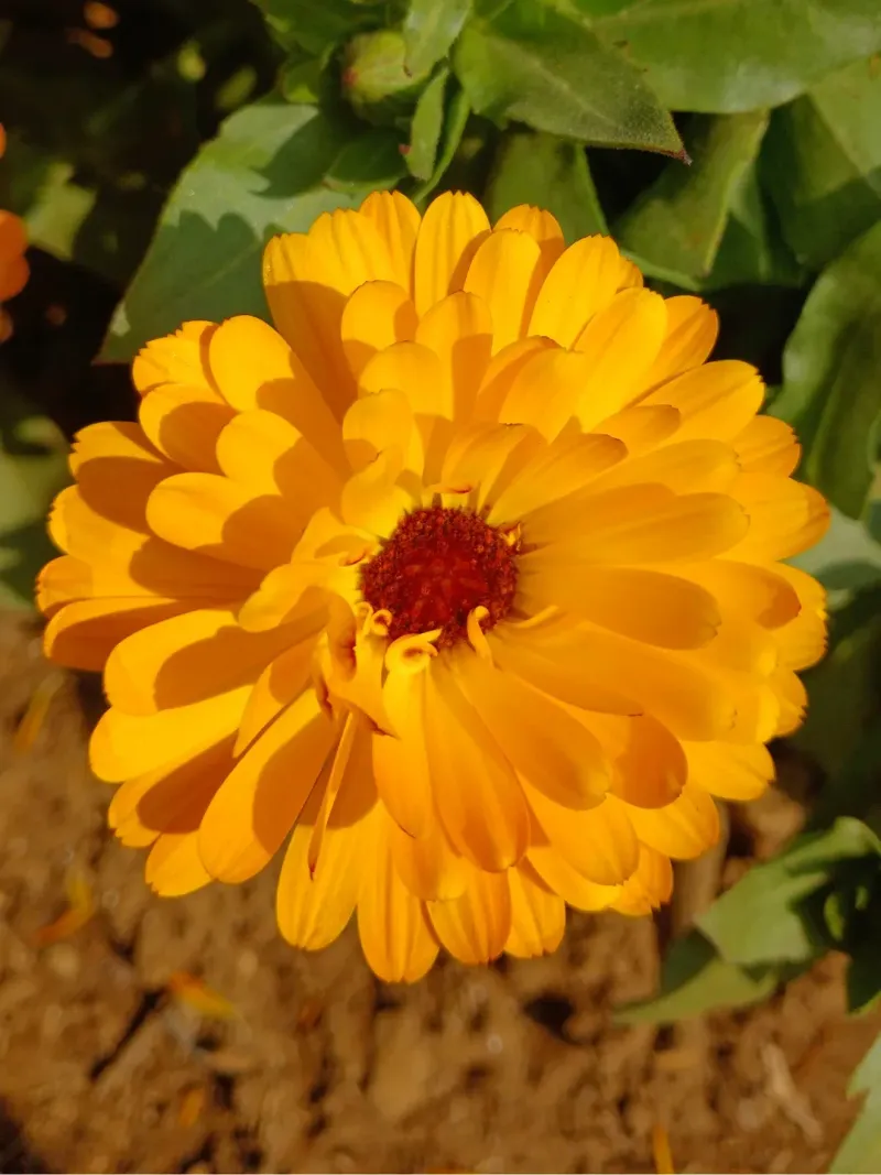 Calendula
